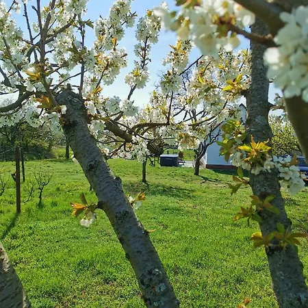 Apartament Hajnal *