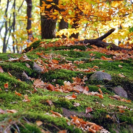 شقة Hajnal Szigetvár